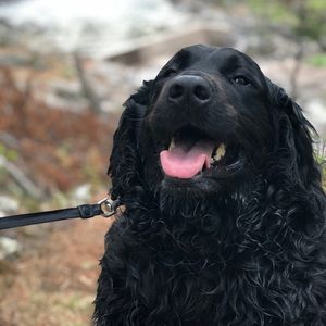 Meet your Posher, Sadie